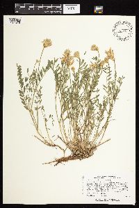 Astragalus laxmannii image