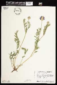 Astragalus laxmannii image