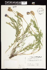 Astragalus laxmannii image