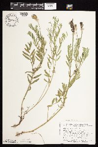 Astragalus laxmannii image