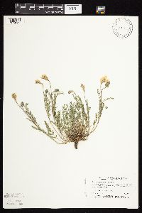 Astragalus laxmannii image