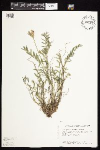 Astragalus laxmannii image