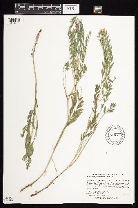 Astragalus laxmannii image