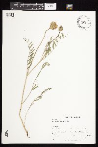 Astragalus laxmannii image