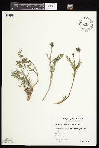 Astragalus laxmannii image