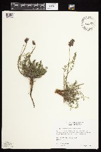 Astragalus laxmannii image