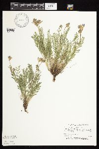 Astragalus laxmannii image