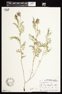 Astragalus laxmannii image