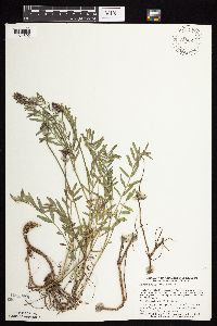 Astragalus laxmannii image