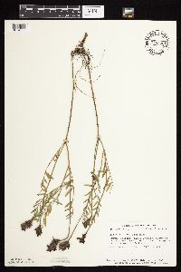 Astragalus laxmannii image