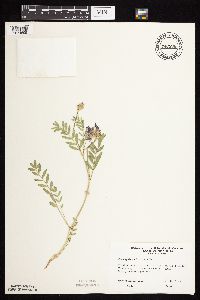 Astragalus laxmannii image