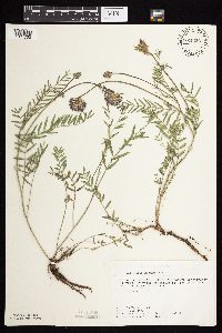 Astragalus laxmannii image