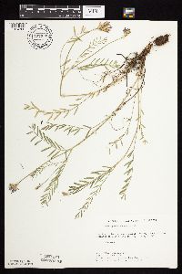 Astragalus laxmannii image