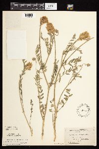 Astragalus laxmannii image