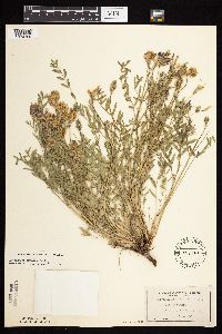 Astragalus laxmannii image