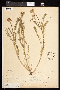 Astragalus laxmannii image