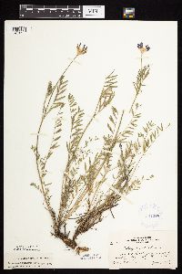 Astragalus laxmannii image