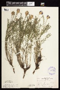 Astragalus laxmannii image