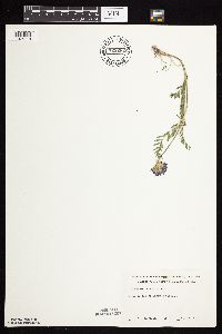 Astragalus laxmannii image