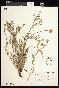 Astragalus laxmannii image