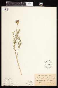 Astragalus laxmannii image