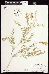 Astragalus laxmannii image