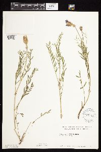 Astragalus laxmannii image