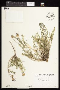 Astragalus laxmannii image