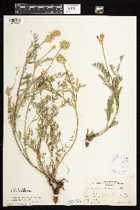 Astragalus laxmannii image