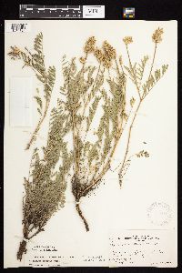 Astragalus laxmannii image