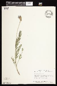 Astragalus laxmannii image