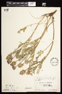 Astragalus laxmannii image