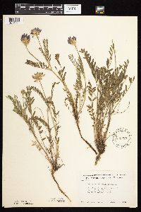 Astragalus laxmannii image