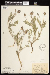 Astragalus laxmannii image