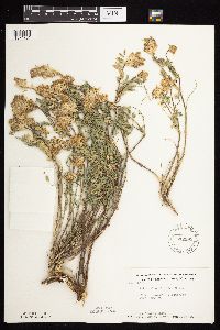 Astragalus laxmannii image