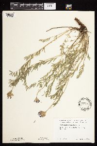 Astragalus laxmannii image