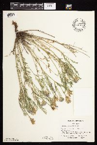 Astragalus laxmannii image