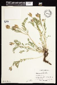 Astragalus laxmannii image