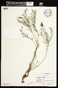 Astragalus laxmannii image