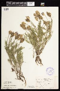 Astragalus laxmannii image