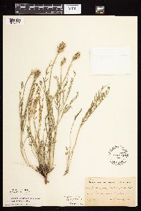 Astragalus laxmannii image