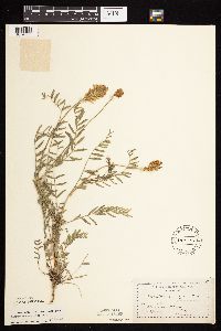 Astragalus laxmannii image