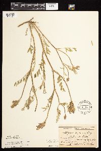 Astragalus laxmannii image