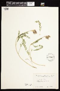 Astragalus laxmannii image