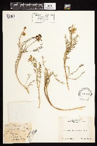 Astragalus bolanderi image