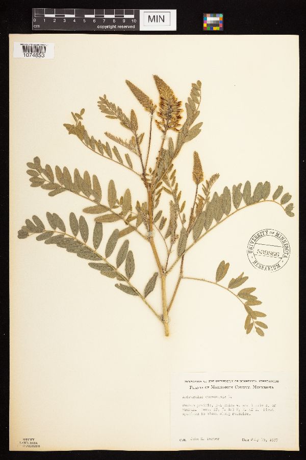 Astragalus canadensis var. canadensis image