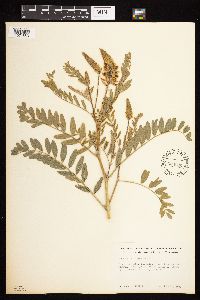Astragalus canadensis image