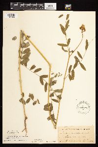 Astragalus canadensis image