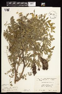 Astragalus canadensis image