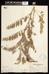Astragalus canadensis image